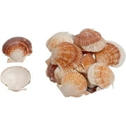 Craft Shells Pecten Pyxiadus Deep and Flat Mixed Bulk Seashells (1 Kilo)