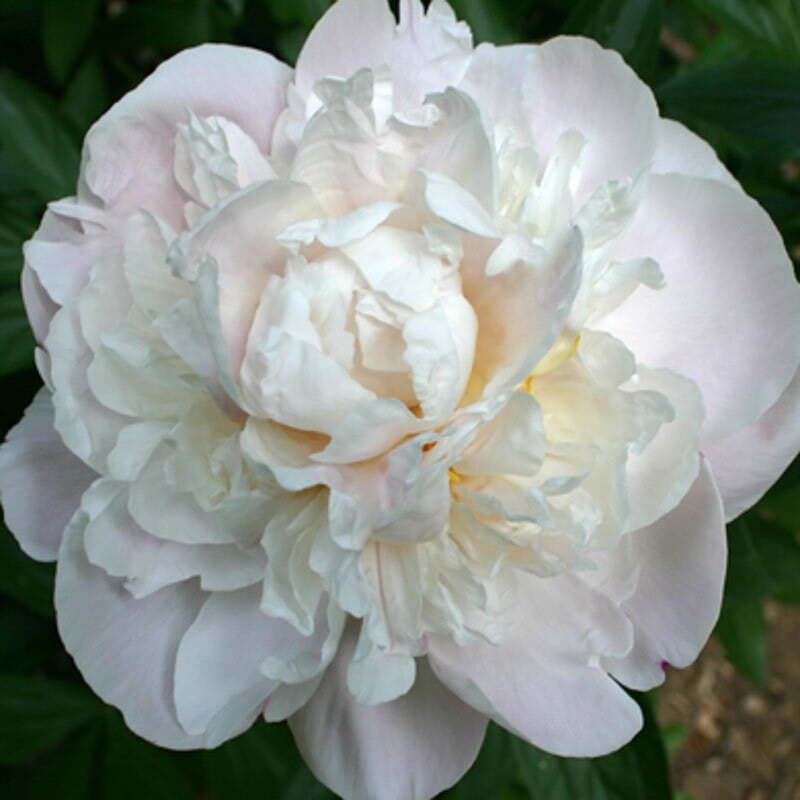 10+ Rare Seeds| Eden's Perfume Peony Seeds #b044 [Buy 3 Get 1 Free]