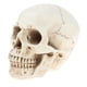 thumbnail image 1 of Estatua de cráneo de cabeza humana 1: 1 Modelo de Anatomía Herramienta para Enseñanza Escolar Fanmusic Estatua de cráneo de cabeza humana, 1 of 7