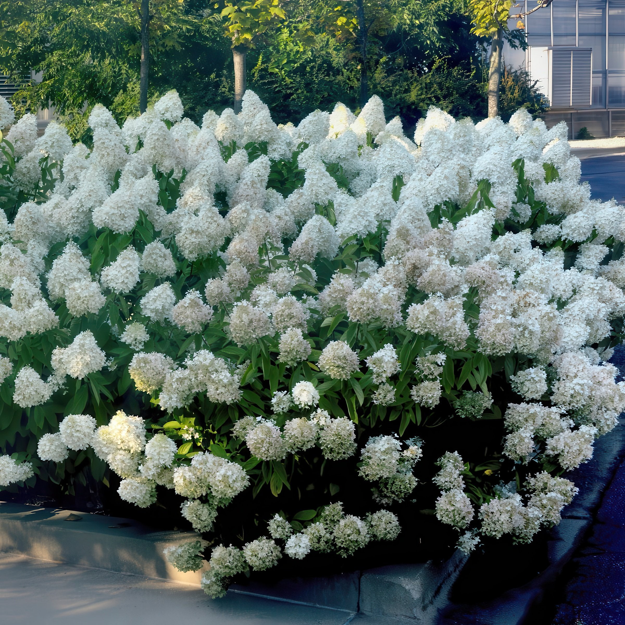 2 gal Live Shrub Hydrangea 'Little Hottie'