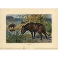 thumbnail image 2 of Merycoidodon Or Oreodon Extinct Genus Of Herbivorea Poster Print By ?? Florilegius Mary Evans, 2 of 4