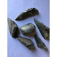 thumbnail image 3 of The Meg Gift - Two 5.5 inch Megalodon Tooth Replicas, Genuine Meg Tooth Partial & 5 Lamna Oblique Shark Teeth, 3 of 5