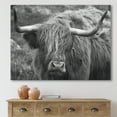 thumbnail image 2 of Designart ' Close Up Of Scottish Cow On Moorland I ' Farmhouse Canvas Wall Art Print, 2 of 4