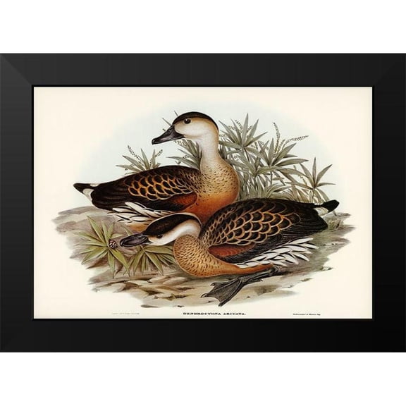Gould, John 14x11 Black Modern Framed Museum Art Print Titled - Whistling Duck-Dendrocygna arcuata