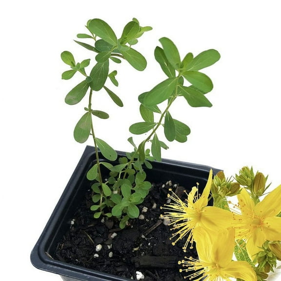 Saint John's Wort Plant, (Hypericum perfolatum) 2.5 inch pot