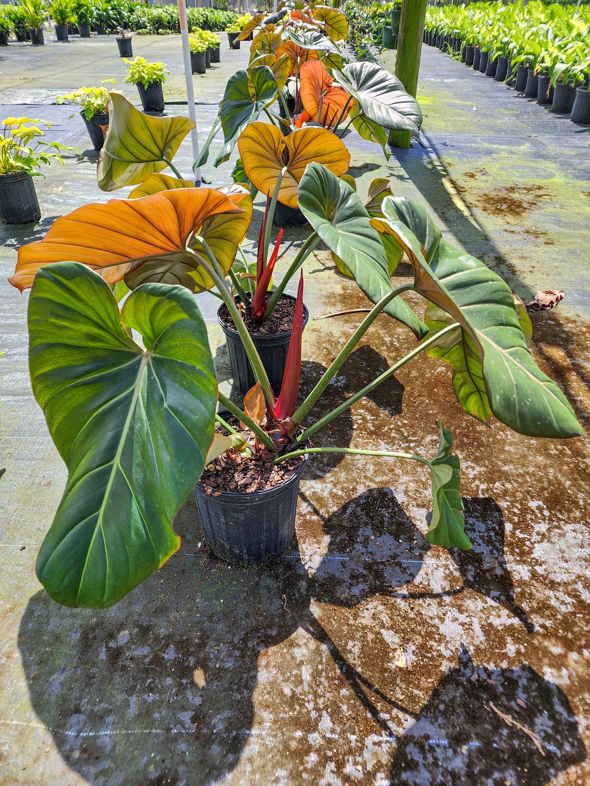 Summer Glory Philodendron-Tropical Indoor Plant-Air Purifying Qualities  10" Pot
