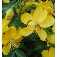 thumbnail image 7 of Pack 2 Cassia Bicapsularis Plants Butterfly Bush Winter Cassia Yellow Candlewood Plant 3-4 Inch Tall, 7 of 7