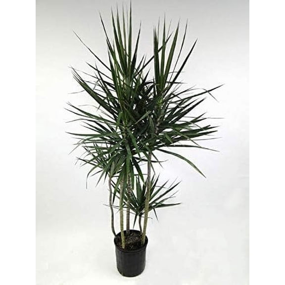 Dracaena Marginata Cane - Live Plant in a 10 Inch Pot - Dracaena Marginata - Easy Care Low Maintenance Indoor Air Cleaning Plant