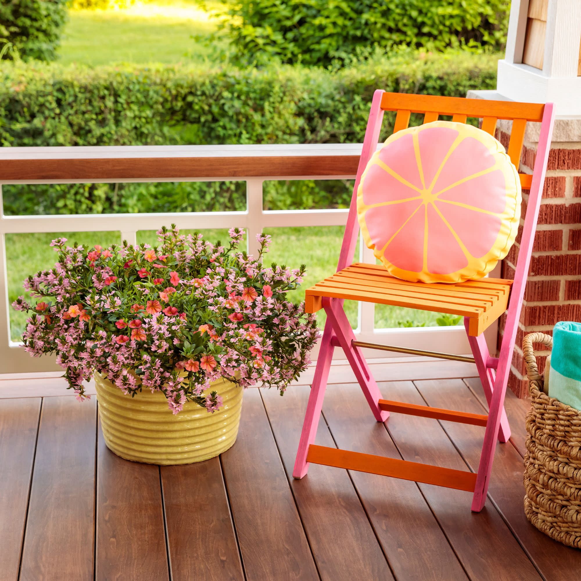 Proven Winners 4" Whirlwind Pink Fan Flower Live Plant in 4.25" Pot (4 Count)