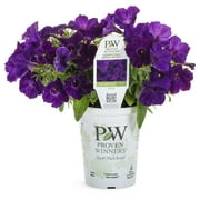 Proven Winners 1.56PT Petunia Sprtna Rylvlvt