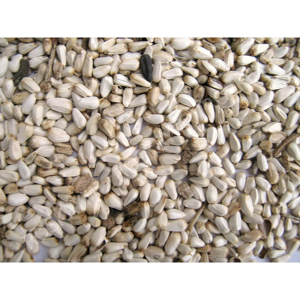 SAFFLOWER SEED