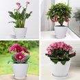 thumbnail image 7 of 7.5/6.6/5.8/5.1/4.3/3.5 inches Plant Pots Indoor Outdoor,Happon 6 Pack Plant Flower Pots with Drainage Holes and Saucers,Plastic Planters Nursery Pots for Flowers, Herbs, Succulents, and Seedlings, 7 of 7