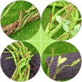 thumbnail image 4 of Lizard Terrarium Climbing Accessories Assorted Color 2Pcs 59x0.5In, 4 of 5