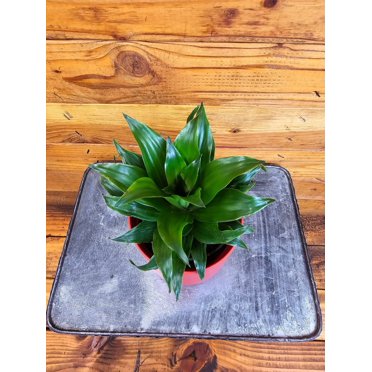 Dracaena Janet Craig Compacta, 4" Plant, The Plant Farm