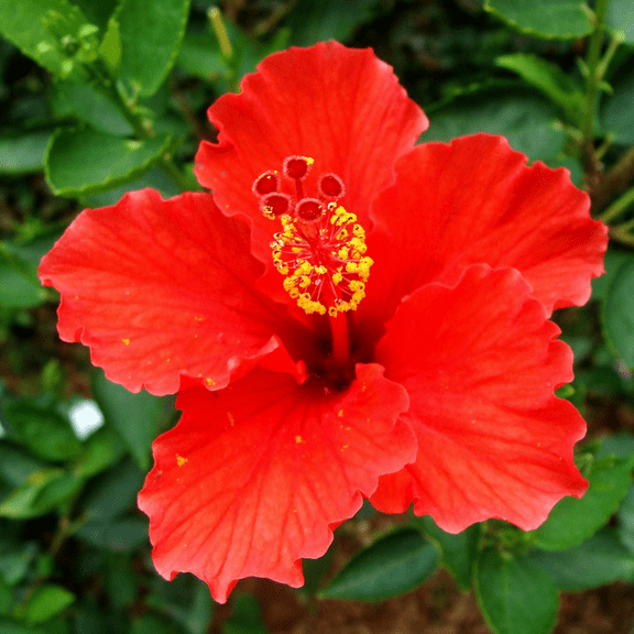Red Luna Hibiscus Plant Live 4–8 Inch, Hardy Perennial Hibiscus Plant for Garden Color, Perennial Hibiscus Tree