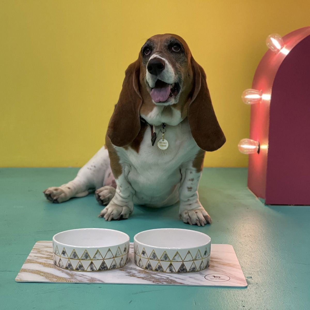Park Life Designs 5.25" Small Pet Bowl | Lisbon
