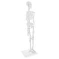 thumbnail image 2 of 45cm Modelo de Cuerpo Muy Detallado Juguete Herramienta Educativo Sunnimix Estatua de esqueleto del cuerpo humano, 2 of 8