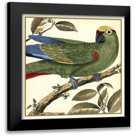 Martinet 12x12 Black Modern Framed Museum Art Print Titled - Tropical Parrot I
