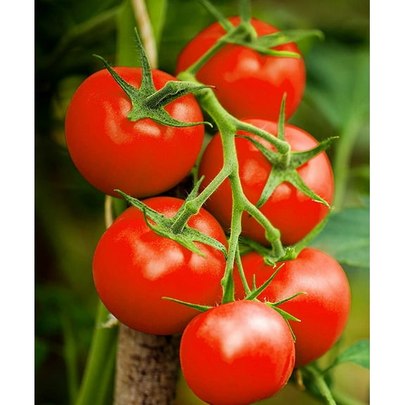 Homestead Heirloom Tomato Premium Seed Packet