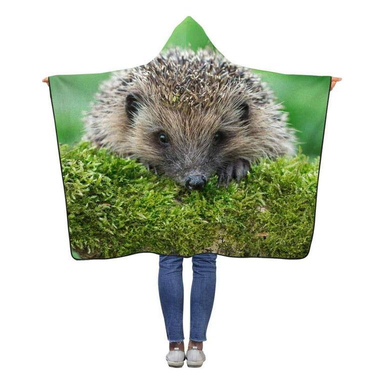 Hedgehog in blanket new arrivals