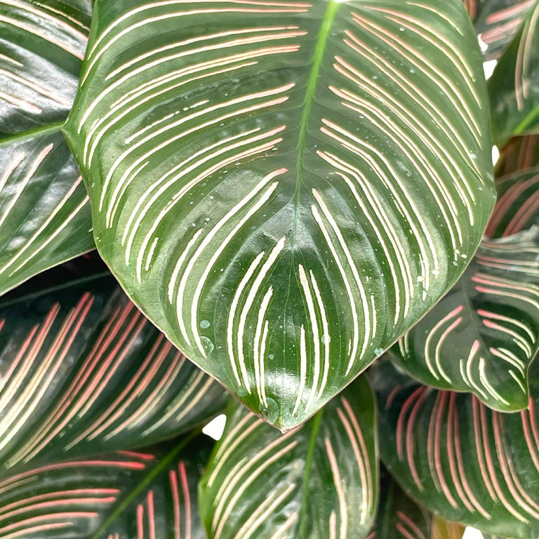 Green Plant Pin 