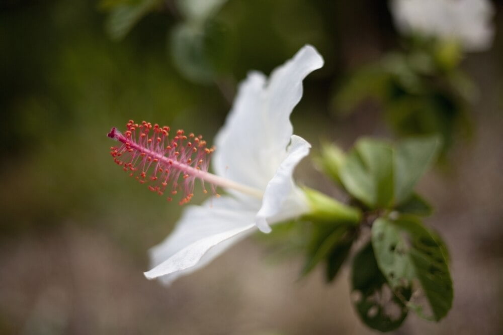 Hawaii, Maui, A closeup of white hibiscus flower