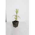 thumbnail image 5 of My Shelfie – Podocarpus Macrophyllus Maki Tree (Japanese Yew), 2-Inch Live Evergreen Bonsai Starter Plant for Outdoor Garden, Hedge, or Landscape Décor, 5 of 7