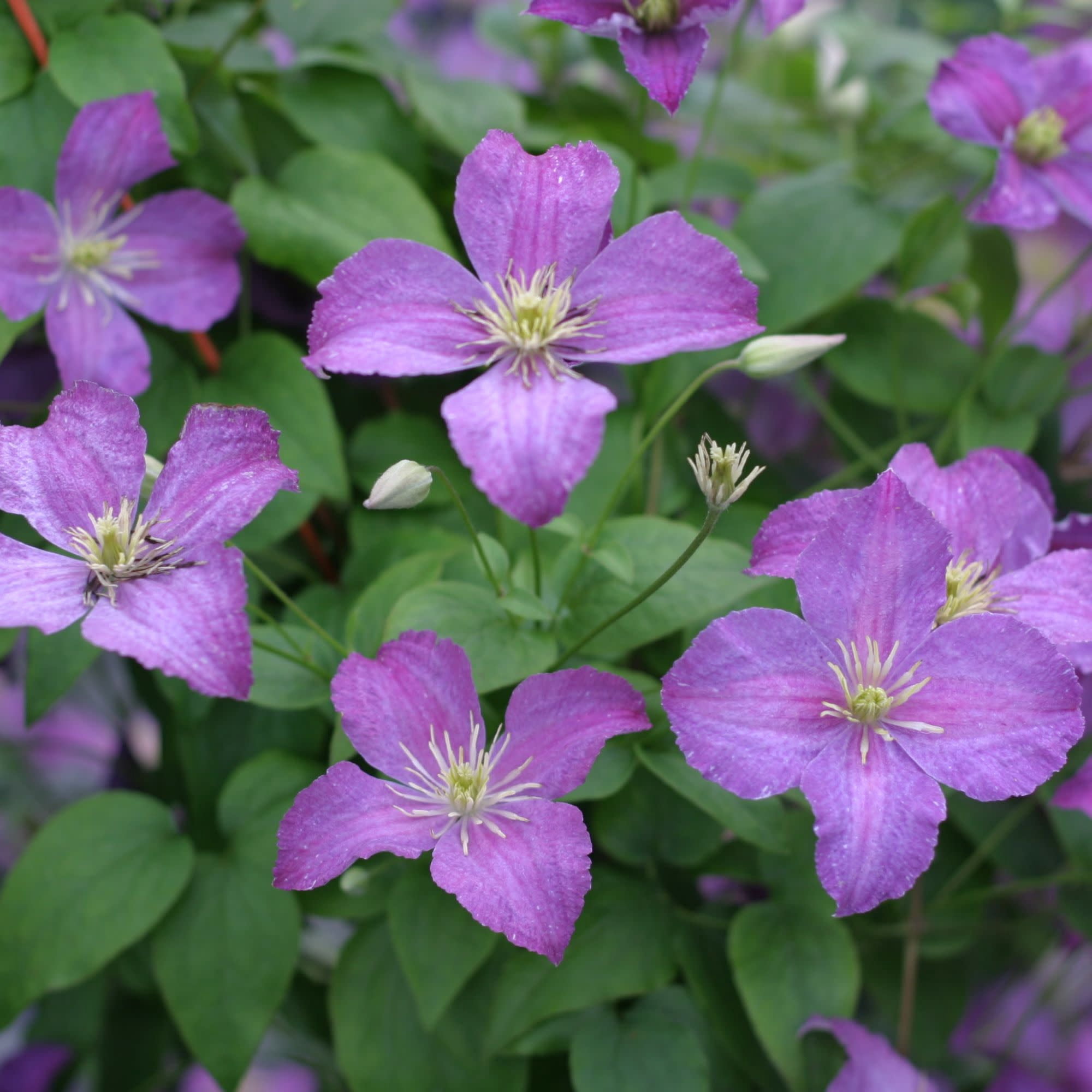 Proven Winners ColorChoice 5" Purple Jolly Good Clematis Live Plant in 4.5" Pot (4 Count)
