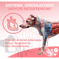 thumbnail image 4 of Aceite De Salmón Omega 3 Y 6 Para Perros Y Gatos 1Litro, 4 of 6