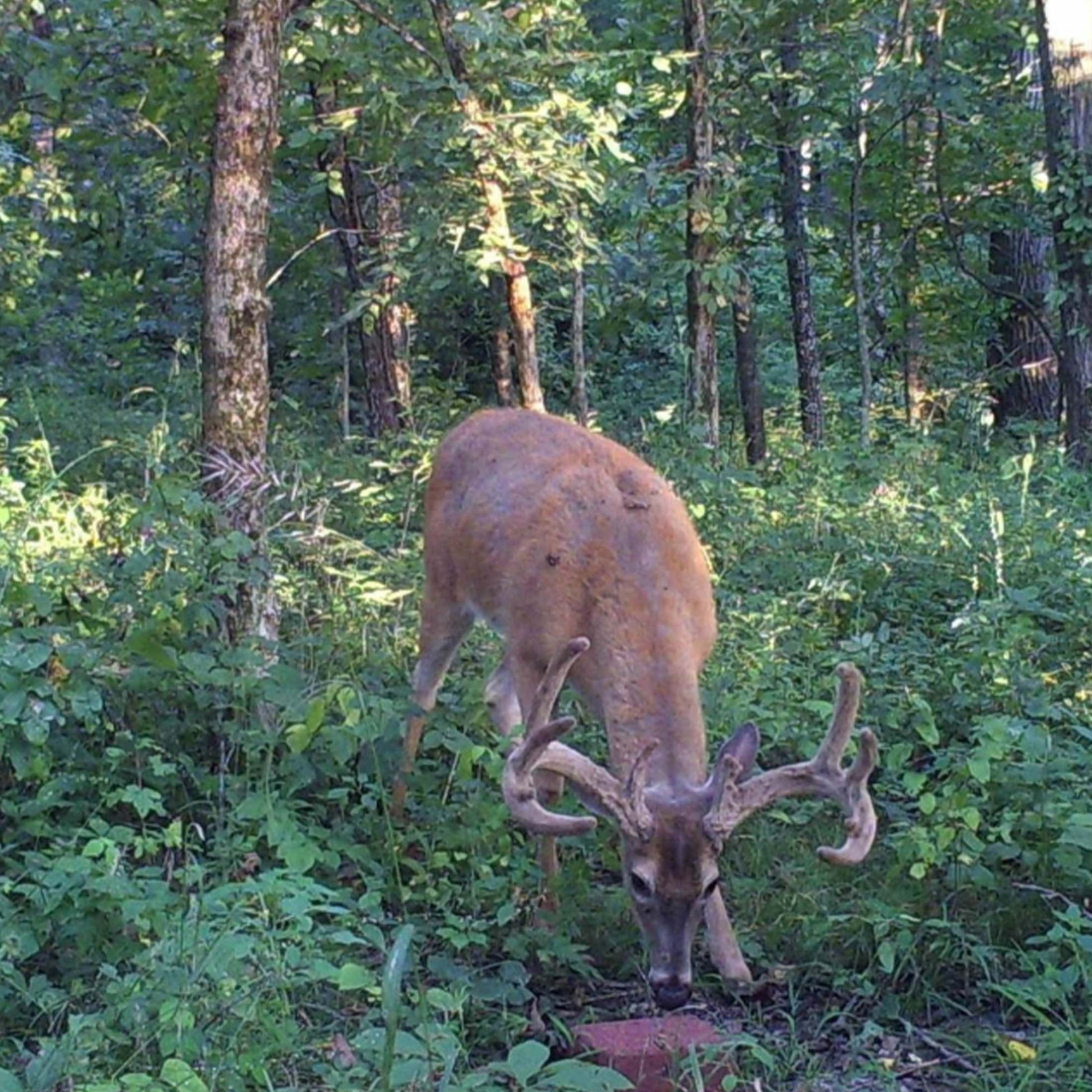 Antler King Trophy Deer Block XL