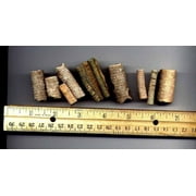 Bulk Fossils - Crinoid Stems - 1 lb - 100+ Pieces