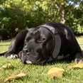 thumbnail image 4 of Noise Cancelling Ear Wrap for Dogs, Adjustable and Comfortable Quiet Dogs Calming Hoodie for Noise Blocking, Calming, Winter, Bathing, Drying(Medium), 4 of 6