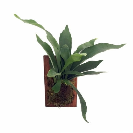 Staghorn Fern Growing on Walnut Wooden Plaque - Exotic Houseplant - 9