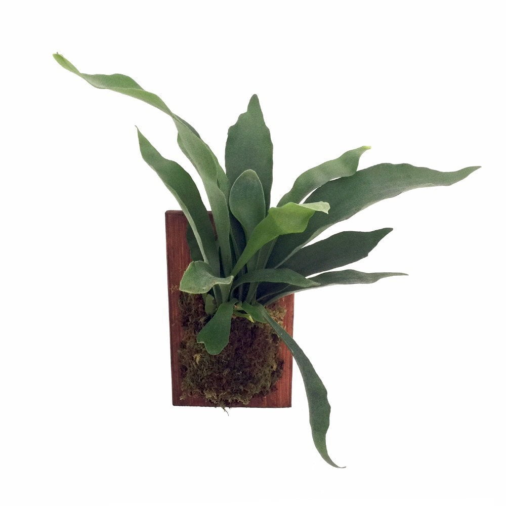 Staghorn Fern Growing on Walnut Wooden Plaque - Exotic Houseplant - 9" x 5.5"