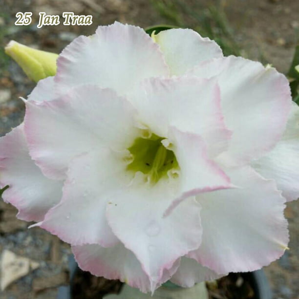 Adenium Obesum Desert Rose Plants New Hybrids Double Flowered Easy Care Bonsai Walmart Com Walmart Com,Tiny Homes On Wheels For Sale Under 10 000