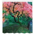 thumbnail image 3 of Ambesonne Tree Shower Curtain, Red Leaf Maple in Garden, 69"Wx75"L, Green, 3 of 5