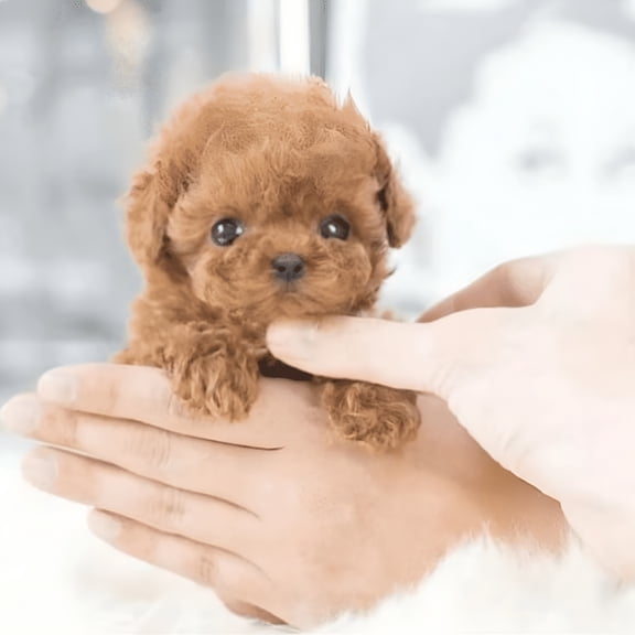 ACDANC My Realistic Robot Puppy, Robot Puppy, Plush Toy Dog Robot Puppy - Walking, Barking, Tail Wagging, Walking Dog Toy, Robot Dog Realistic(Brown)