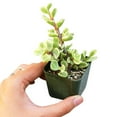thumbnail image 4 of Elephant Bush Succulent (2"+ Clay Pot) - Tiny, Lovely, Easy to Care Succulent for Beginners - Live Healthy Succulent for Home Office - Best Trailing Indoor Plant, 4 of 7