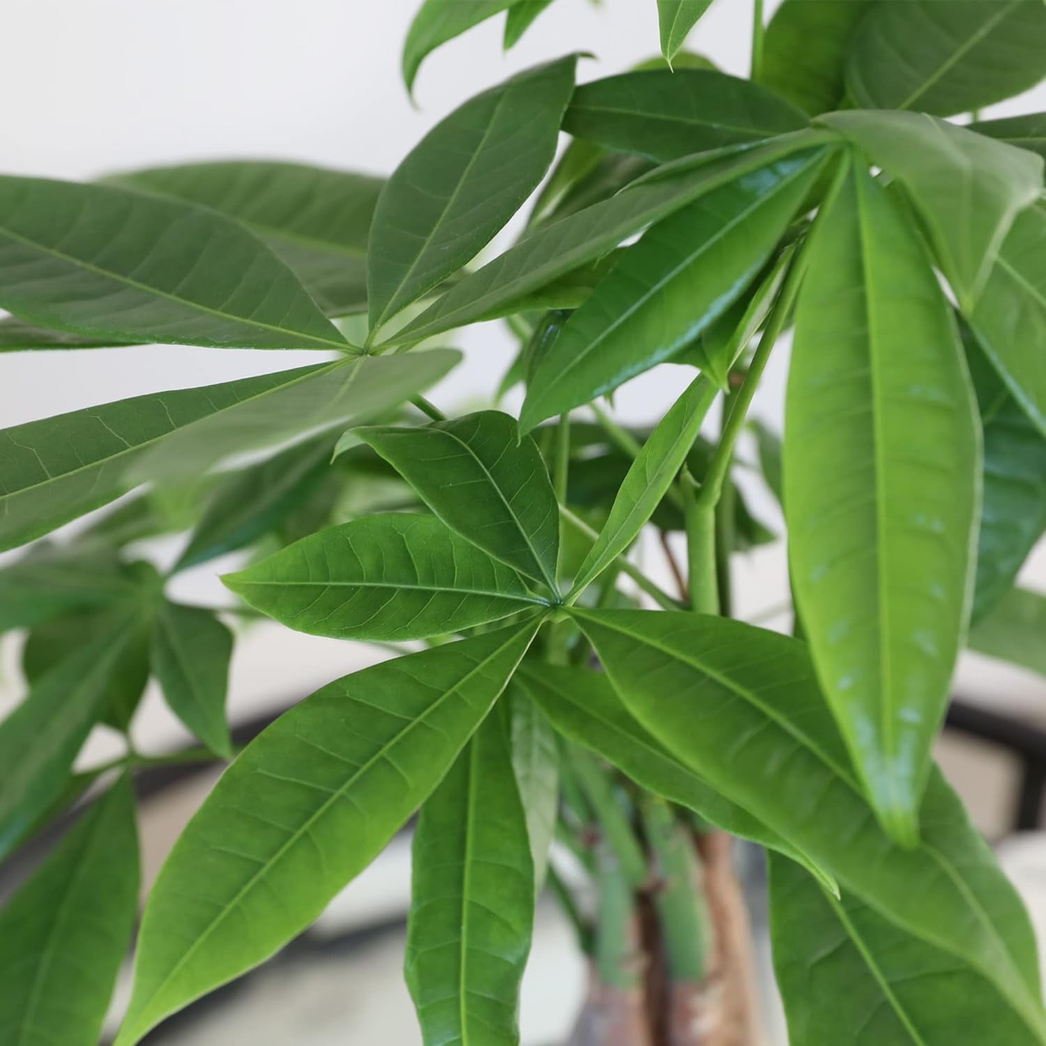 Just Add Ice 14-16" Money Tree Live Plant in 5" Cream Jute Pot, House Plant