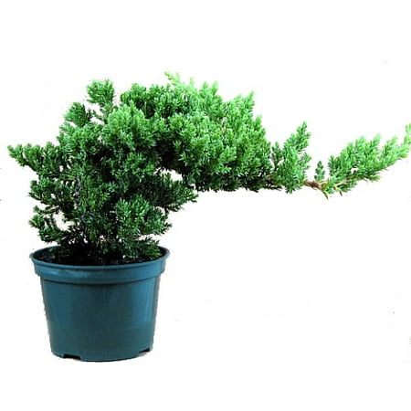 Japanese Juniper Bonsai Starter Tree - 4