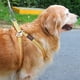 thumbnail image 4 of Correa para perros, correa para perros resistente de 15 m (49 pies) para perros, 4 of 5