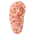 thumbnail image 3 of Modelo de punto de acupuntura auricular, modelo de zona refleja auricular, modelo de zona auricular, modelo de punto de acupuntura auricular, el mejor de su clase, 3 of 14