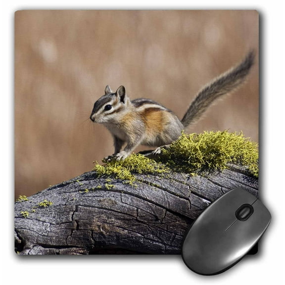 3dRose, Yellow Pine Chipmunk (Tamias amoenus) wildlife - NA02 RBR0039 - Rick A. Brown, MousePad