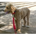 thumbnail image 3 of Country Brook Petz® Bright Red Everyday Nylon Dog Collar and Leash, Extra Large, 3 of 7