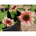 thumbnail image 6 of TomorrowSeeds - Ruby Eclipse Sunflower Seeds - 30+ Count - For 2026 Planting Pink Sunflowers, 6 of 8