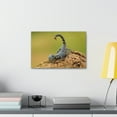thumbnail image 3 of Majestic Scorpion Art Majestic Scorpion Print Animal Wall Art Wildlife Canvas Prints Wall Art Ready to Hang Unframed, 3 of 18