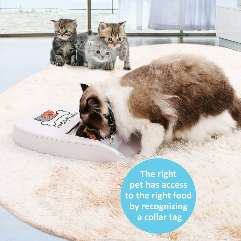 Cat feeder with collar sensor sale