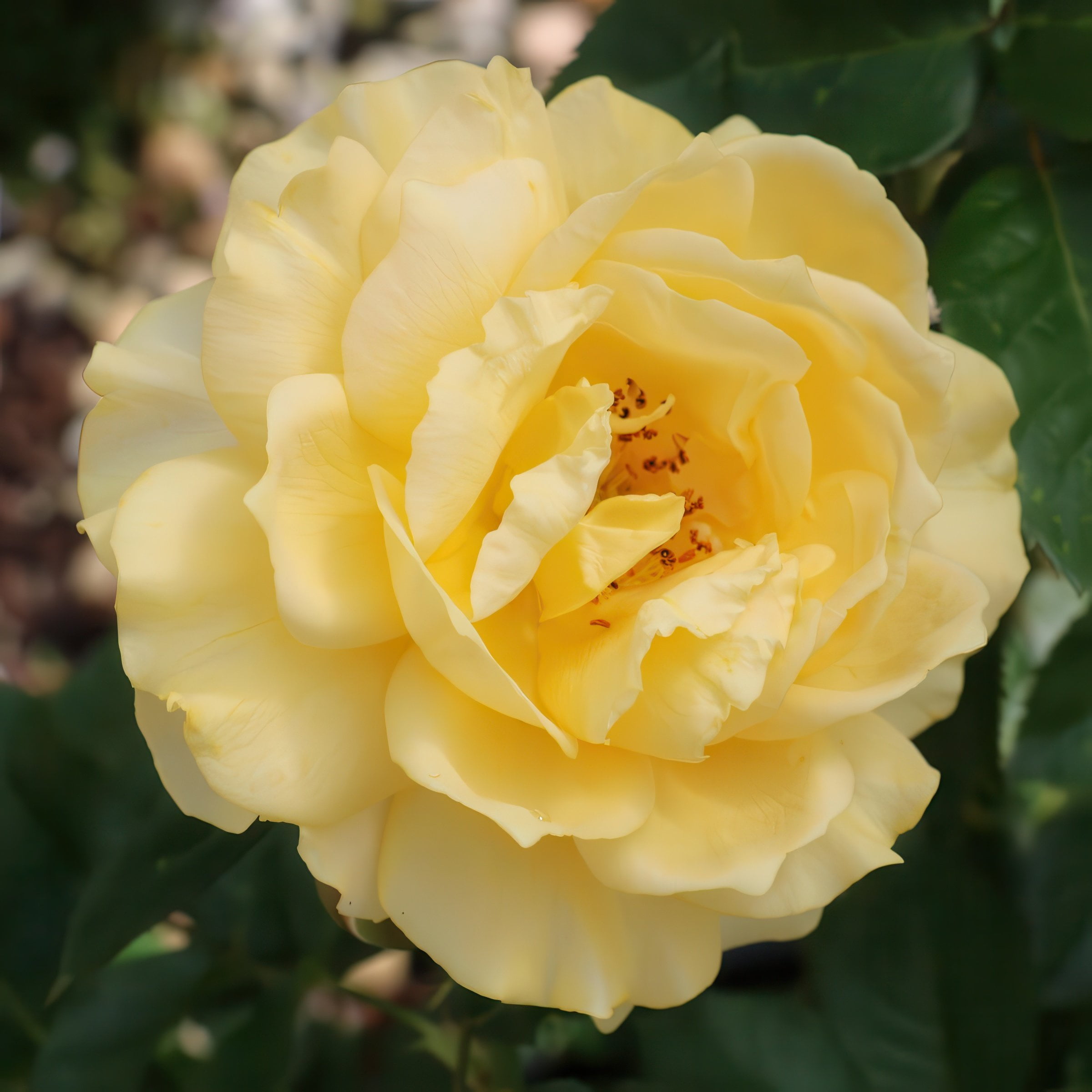 National Plant Network Bare Root Julia Child Tree Rose