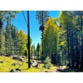 thumbnail image 2 of Tenoever, William 18x15 Gold Ornate Wood Framed with Double Matting Museum Art Print Titled - AspensInTheFall18, 2 of 4