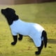 thumbnail image 5 of Sinknap Summer Dog Clothes Breathable Anti-uv Elastic Large Dog Sun Protection Clothing Pet Four-legged Clothes, 5 of 5